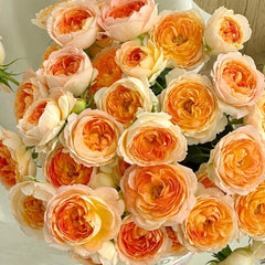 Princess Aiko Rose Plant|爱子公主 image 2