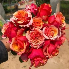 Cherry Brandy Rose Plant|樱桃白兰地 image 0