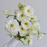 Mentor Rose Plant|导师之花 image 0