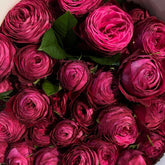 Dima Bombastic Rose Plant|浮夸迪马 image 0