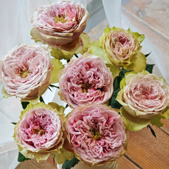 Sweet Eye Rose Plant|甜蜜眼 image 2