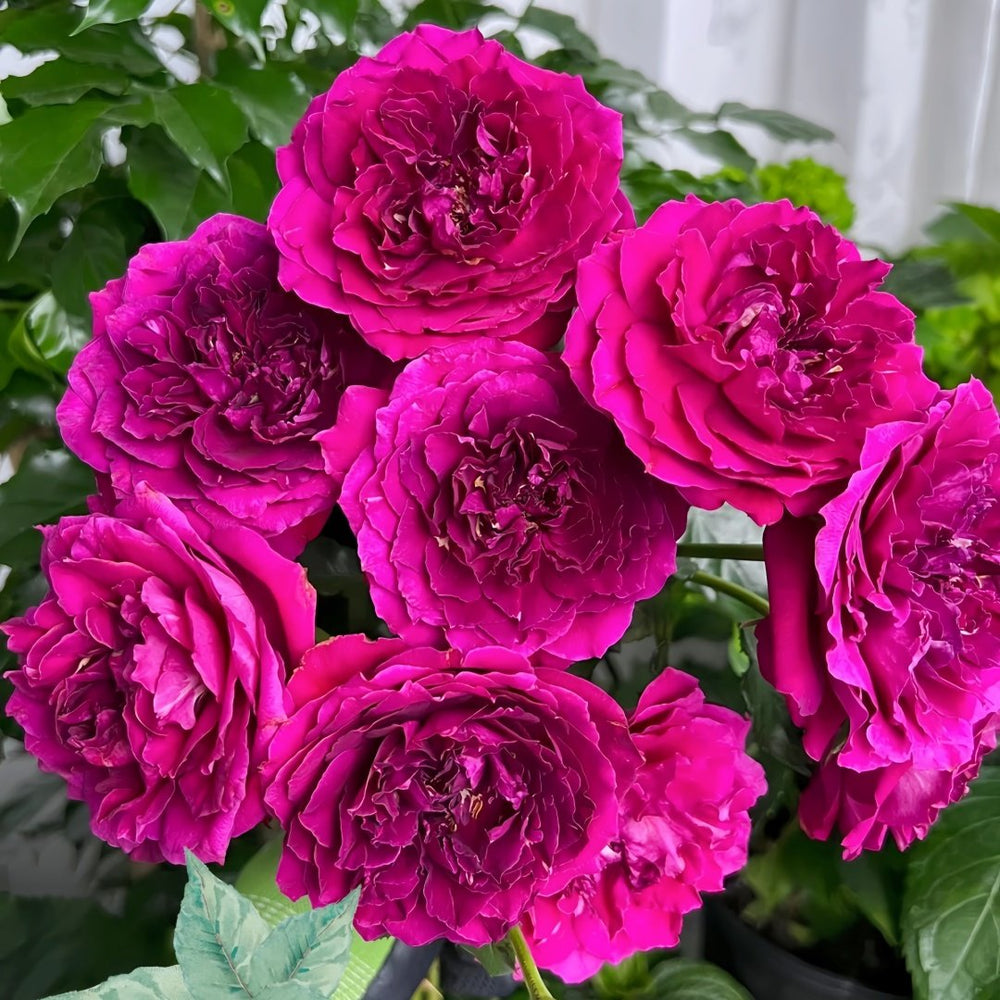 Le Temps Des Cerises Rose Plant|樱桃时节 image 0