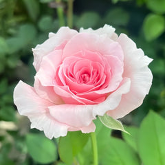 Haruno Rose Plant|春乃 image 3