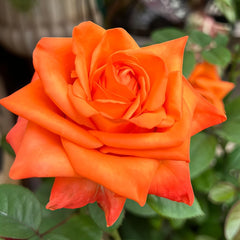 Voodoo Rose Plant|巫术 image 0