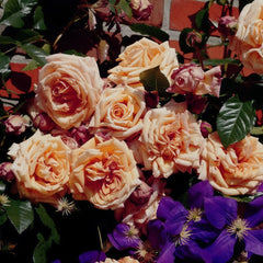 Barock Rose Plant|巴洛克 image 3
