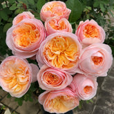 Juliet Rose Plant|朱丽叶 image 0