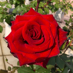 Plateau Red Rose Plant|高原红 image 3