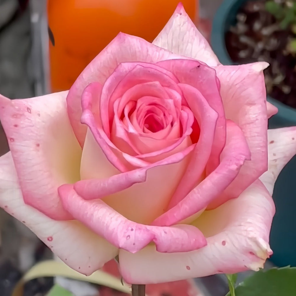 Red Sleeve Rose Plant|红袖 image 0