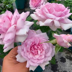 Yumeka Rose Plant|梦香 image 3