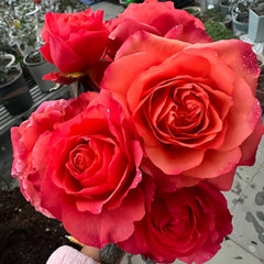 Hard Rock Rose Plant|摇滚乐 image 1