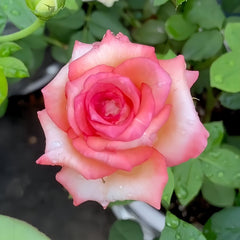 Verdi Rose Plant |绝代双骄 image 1