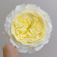 Patience Rose Plant|耐心 image 1