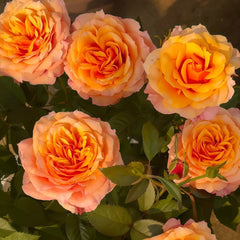 El Paso Forever Rose Plant|永远的艾帕索 image 1