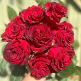 Hallelujah Rose Plant|哈利路亚 image 0