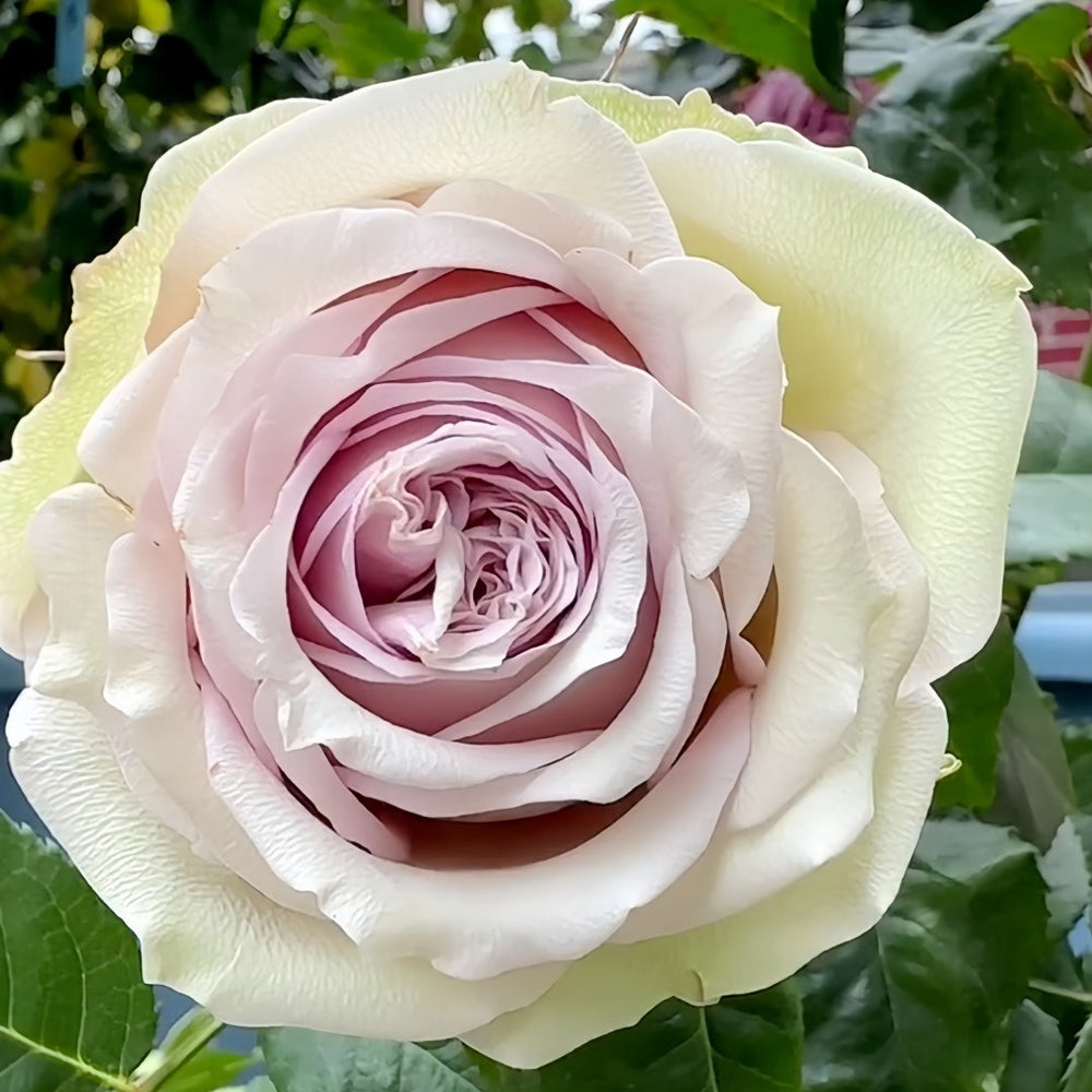Retro Love Rose Plant|古典爱情 image 0