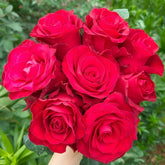 Rhodos Rose Plant|罗德斯 image 0