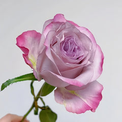 Glamorous Rose Plant |气场玫瑰 image 1