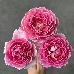 Fancy Rufle Rose Plant|梦幻折边 image 1