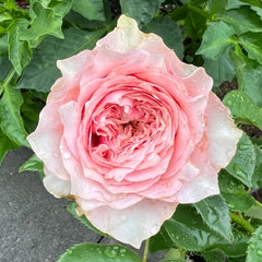 Country Peonia Rose Plant|乡村牡丹 image 2