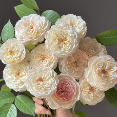 Savon Rose Plant|肥皂 image 3