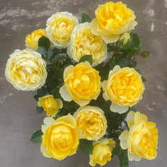 Canary Rose Plant|金丝雀 image 3