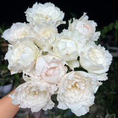 Le Blanc Rose Plant|乐柏/勒布朗 image 0