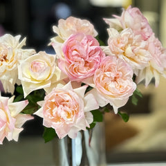 Avekutowa Rose Plant|与你同在 image 3
