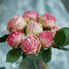 First Lady Rose Plant|第一夫人 image 0