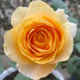 Global Beauty Rose Plant|黄烛光 image 0