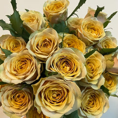 Golden Mustard Rose Plant|黄金芥末 image 0