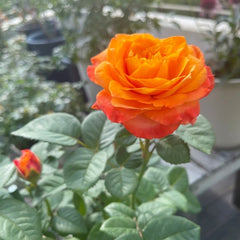 Orange Romantica Rose Plant|浪漫橙色 image 2