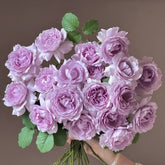 Yinyinqing Rose Plant|隐隐青 image 0