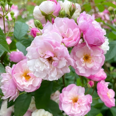 Lavender Siluetta Rose Plant|薰衣草剪影 image 0