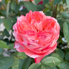 Chance Pom Rose | 苹果运气 image 2