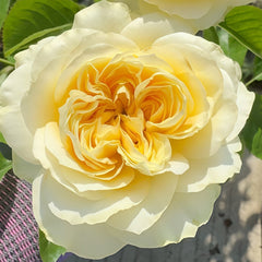 Antonia Garden Rose Plant | 安东尼亚花园 image 3