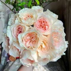 Fragrant Snow Rose Plant|香腮雪 image 0