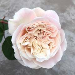 Chiffonade Rose Plant | 雪纺 image 2