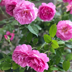 Raphael Rose Plant|拉斐尔 image 3