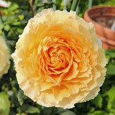 Dun Huang Rose Plant|敦煌玫瑰 image 0