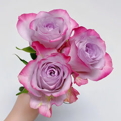 Glamorous Rose Plant |气场玫瑰 image 3