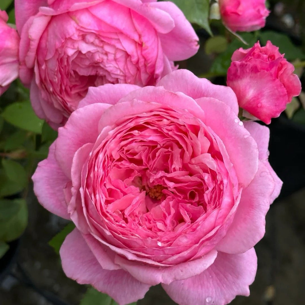 Lady Heirloom Rose Plant|女人的遗产 image 0