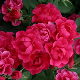 Pink Forest Rose Plant|粉红森林 image 0