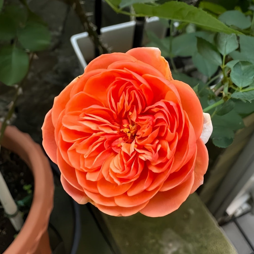 Silk Road Rose Plant|丝绸之路 image 0