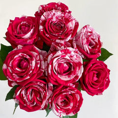 Aquarius Rose Plant | 水瓶座 image 3