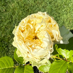 Solsbury Hill Rose Plant|索尔斯伯里山 image 3
