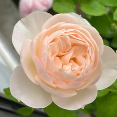 The Shepherdess Rose Plant|牧羊女 image 1
