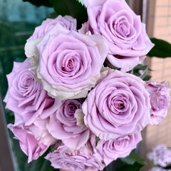 Cool Water Rose Plant|冷美人 image 1