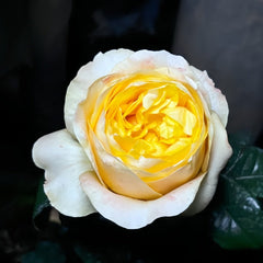 Bergamotte Rose Plant | 香柠檬 image 1