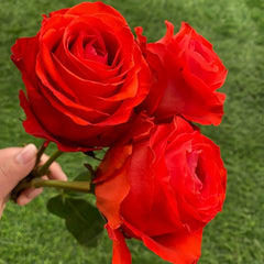 Sunset glow Rose Plant|落霞 image 3
