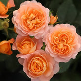 Juicy Terrazza Rose Plant|果汁阳台 image 0